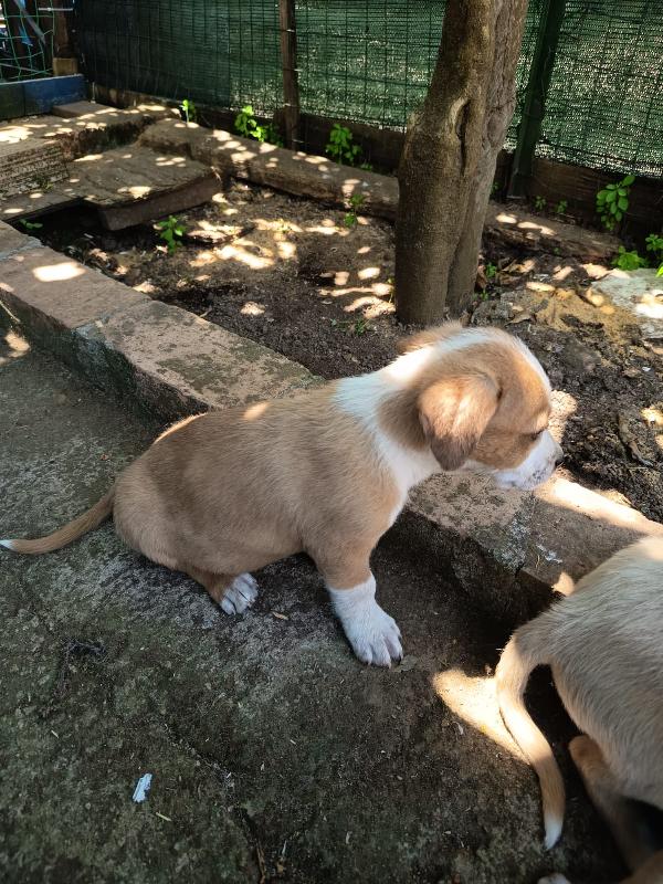 💛BIRILLO, SPLENDIDO DOLCE CUCCIOLO, CERCA CONDIVISIONI E ADOZIONE 🏠 Foto 2